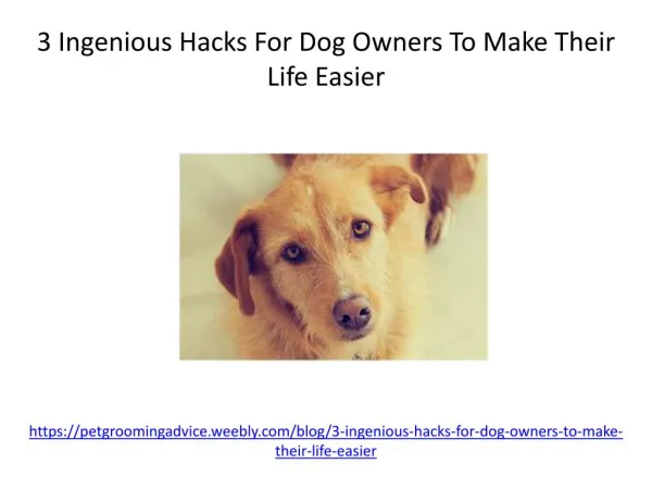 3 Ingenious Hacks For Dog Owners To Make Their Life Easier
