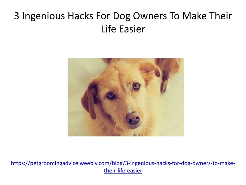 https petgroomingadvice weebly com blog 3 ingenious hacks for dog owners to make their life easier