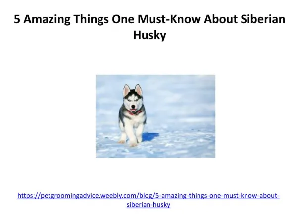 5 amazing things one must know about siberian husky