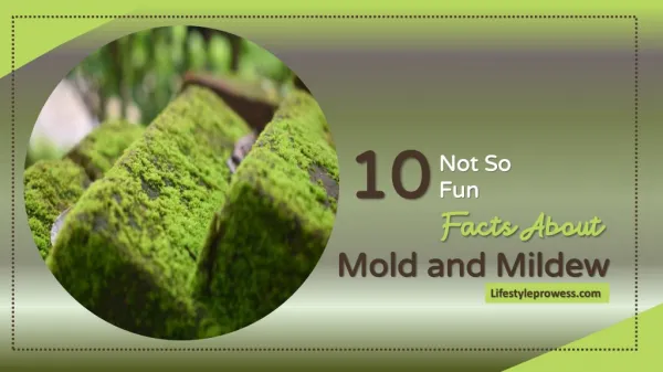 10 Not So Fun Facts About Mold and Mildew
