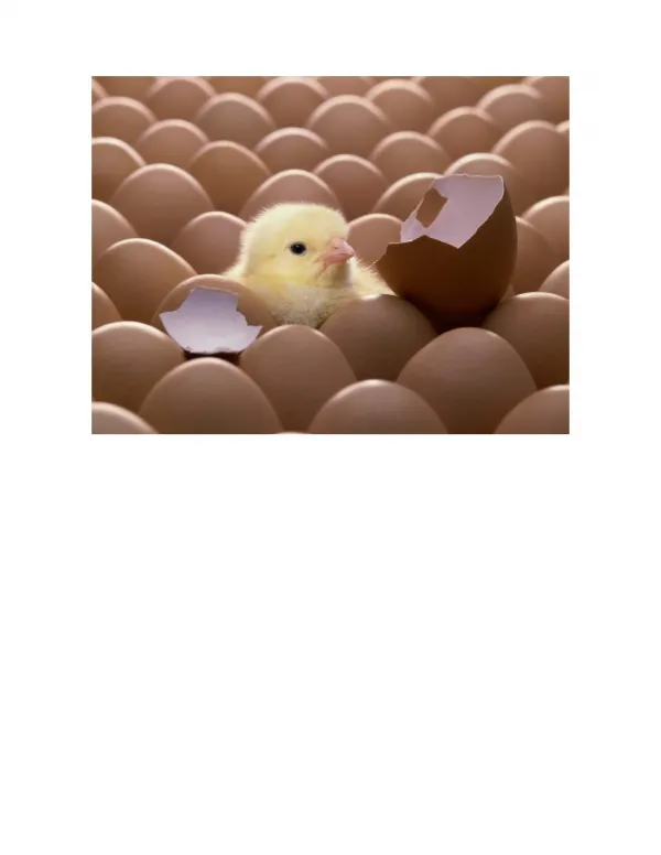 How To Make An Incubator, Chicken Egg Incubators, Incubators For Hatching Eggs, Hatching Goose Eggs