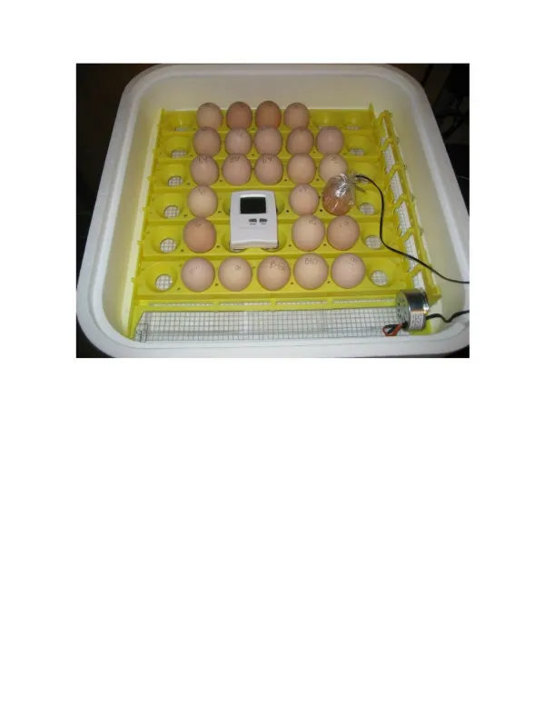 Chicken Egg Hatching, Best Incubator For Chicken Eggs, Chicken Eggs Hatching, Hatching Pheasant Eggs
