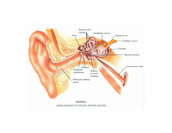 Ears Ringing Tinnitus Sounds, Ringing In Ears Dizziness, Tinnitus Yoga, Ringing Sound In Ears, Ears