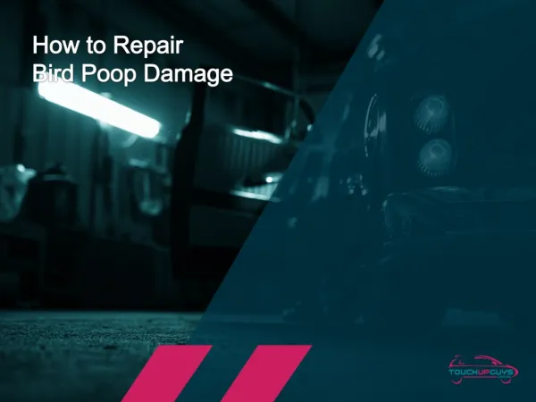 How to Best Repair Bird Poop Damage