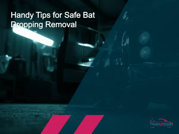 Quick Steps to Safe Bat Droppings Removal