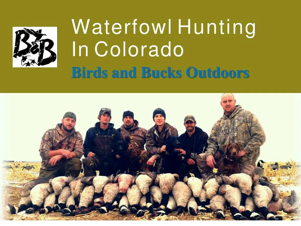 waterfowl hunting in colorado birds and bucks outdoors