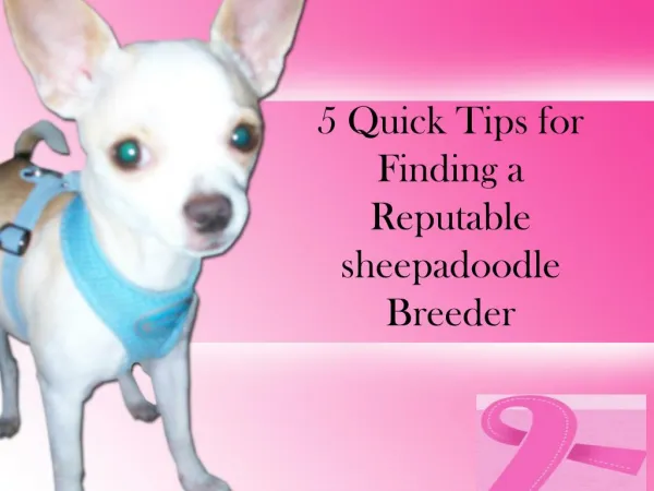 5 quick tips for finding a reputable sheepadoodle breeder
