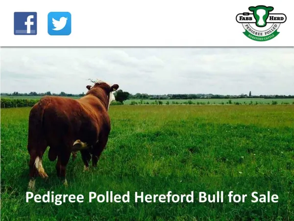 Pedigree Polled Hereford Bull for Sale