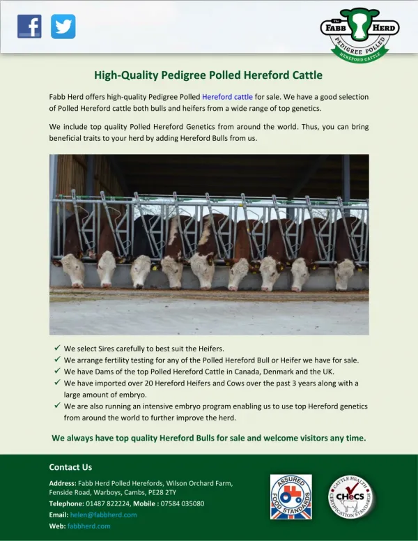 High-Quality Pedigree Polled Hereford Cattle