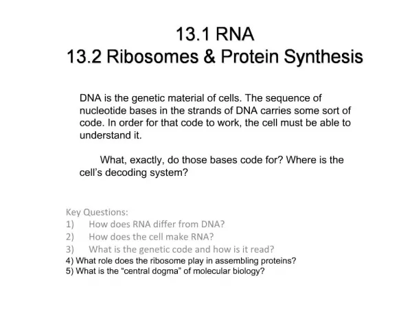 13.1 RNA 13.2 Ribosomes Protein Synthesis