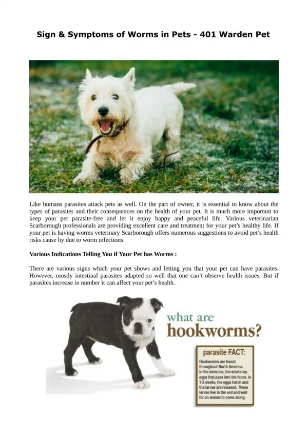 Sign & Symptoms of Worms in Pets - 401 warden Pet