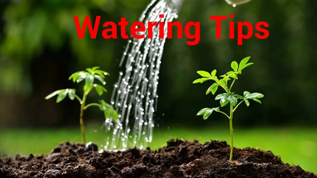 watering tips