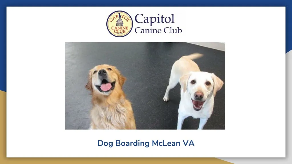 dog boarding mclean va