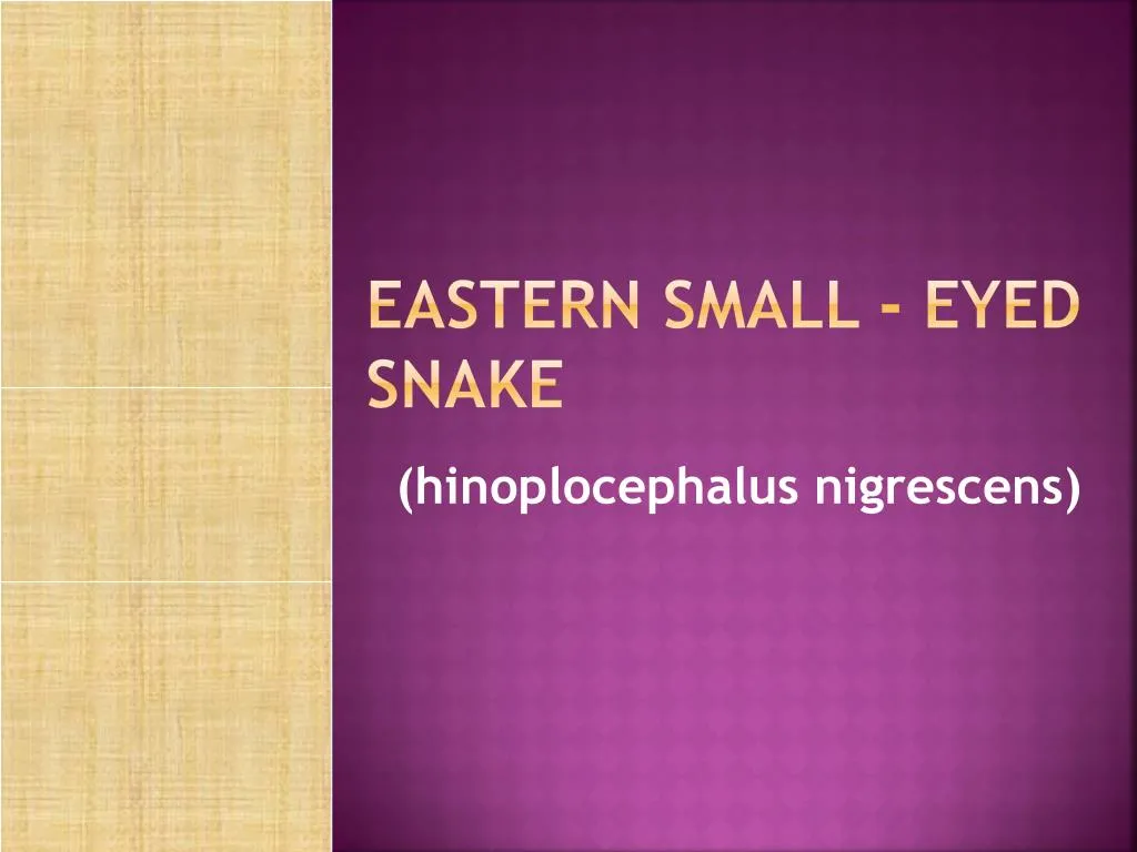 eastern small eyed snake