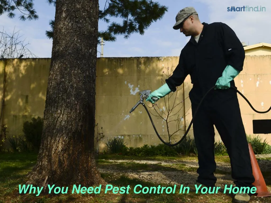 why you need pest control in your home