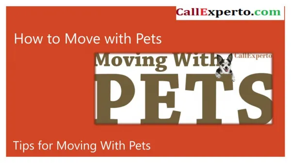 Expert pet moving services at CallExperto