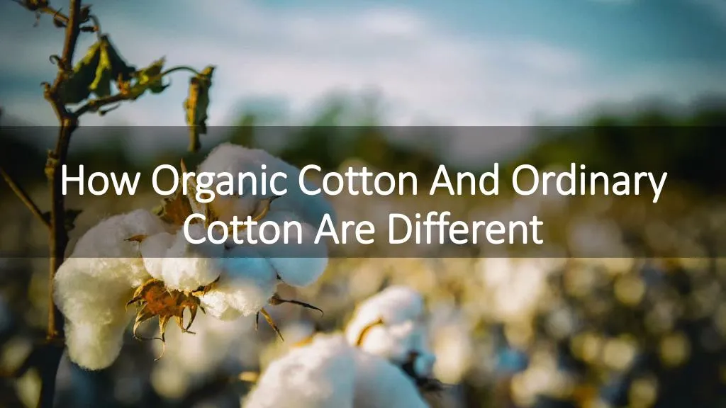 how organic cotton and ordinary cotton are different
