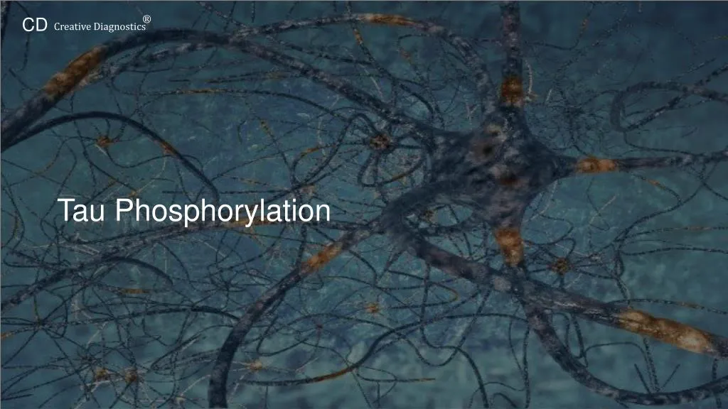 tau phosphorylation
