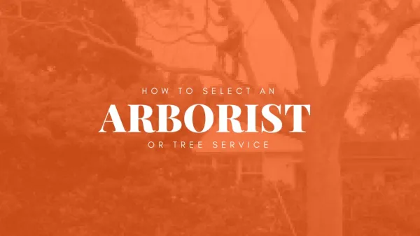 How to Select an Arborist or Tree Service