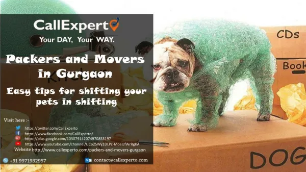 Looking for the best tracker movers to shift your pet?