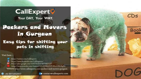Choose CALLEXPERTO for easy transfers of your pet