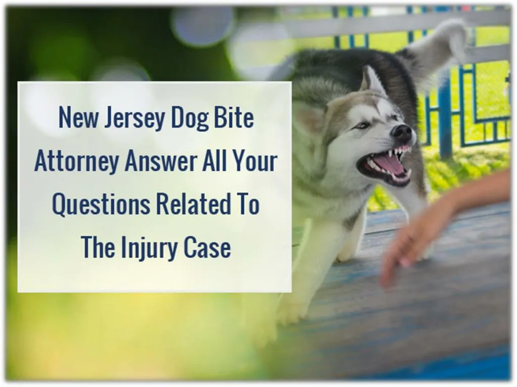 new jersey dog bite attorney answer all your questions related to the injury case