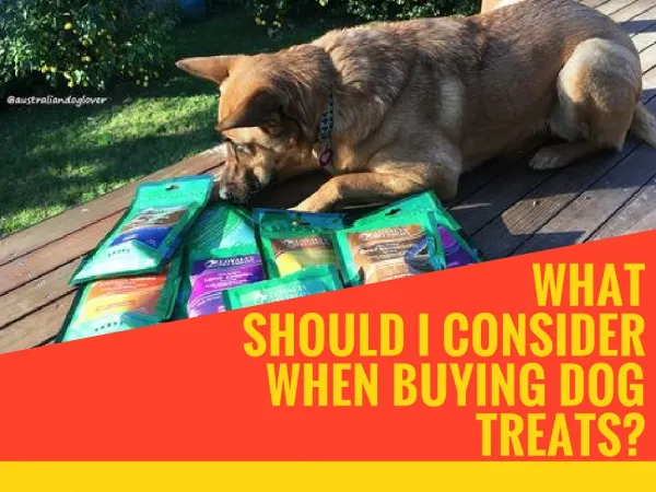 What Should I Consider When Buying Dog Treats?