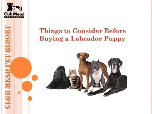 Things to Consider Before Buying a Labrador Puppy