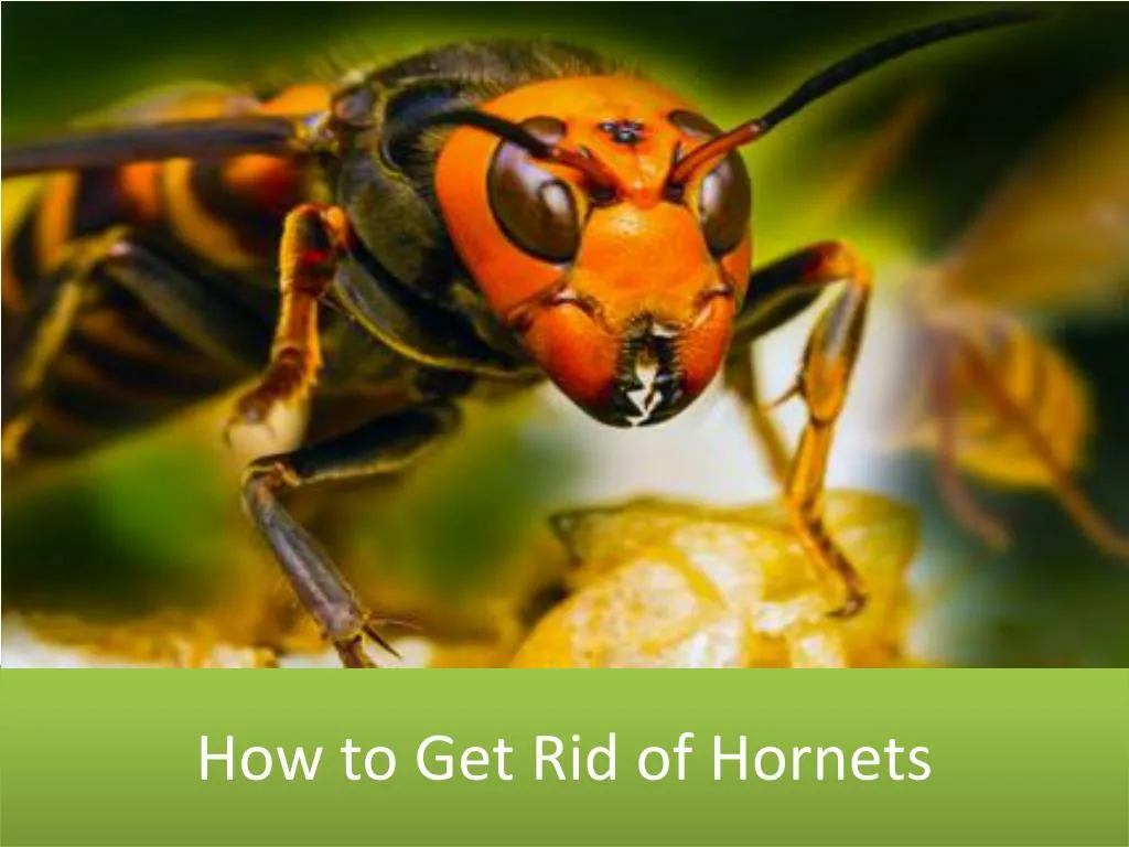 how to get rid of hornets
