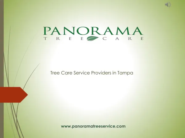 Tree Services in Tampa - Panorama Tree Care