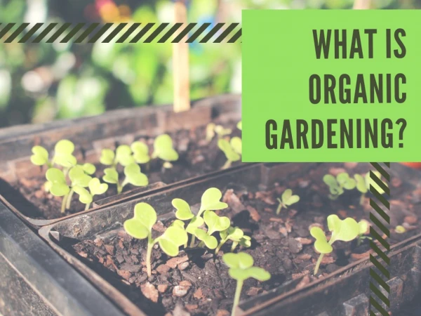 What is Organic Gardening?