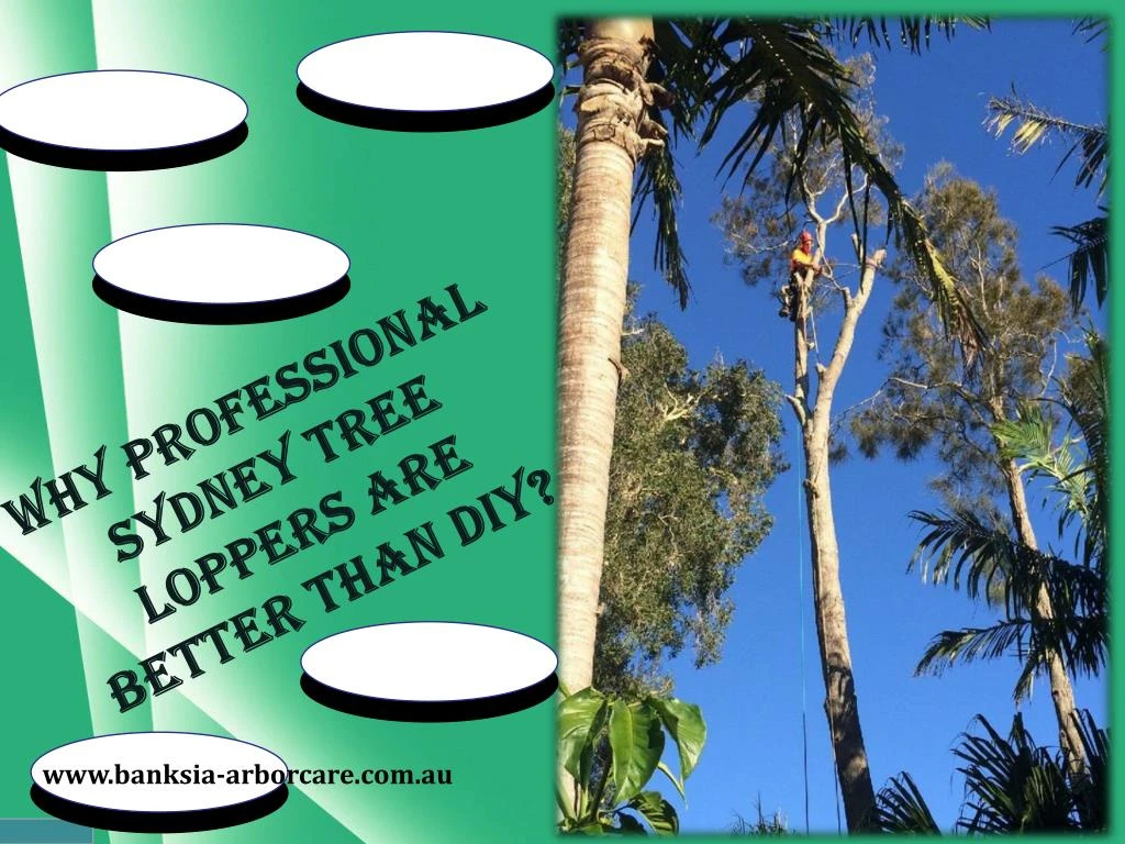 why professional sydney tree loppers are better