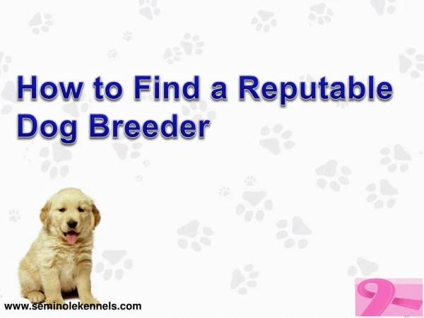 How to find a reputable dog breeder?