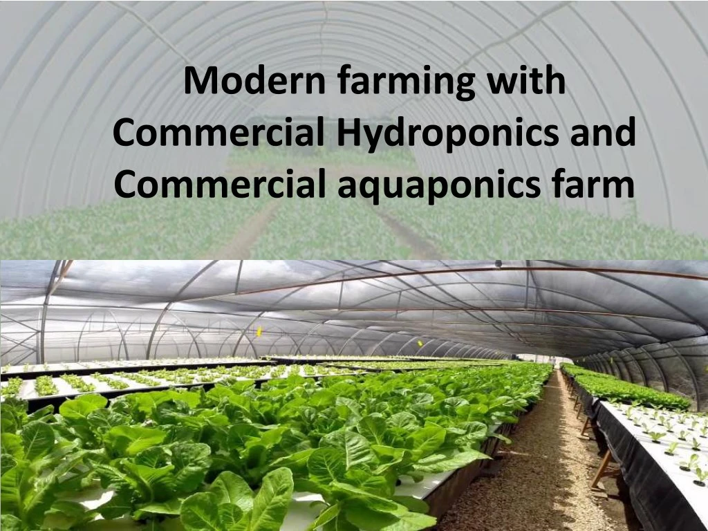 modern farming with commercial hydroponics