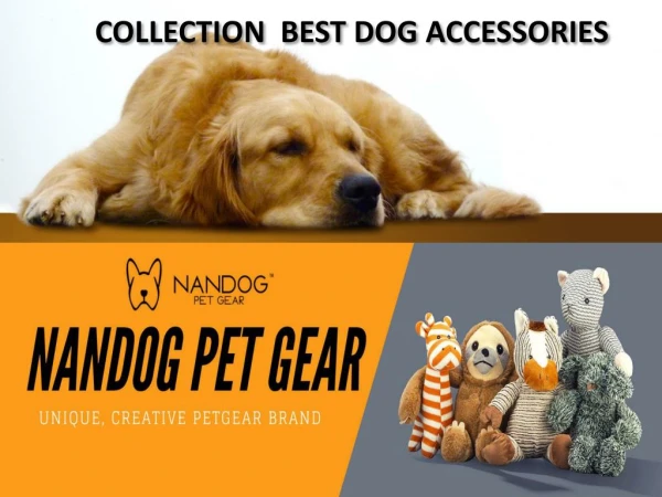 Collection best dog accessories nandog