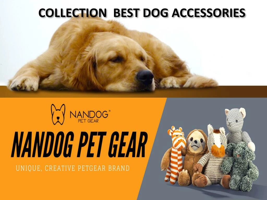 collection best dog accessories