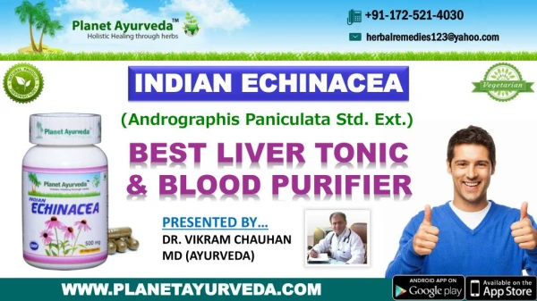 Indian Echinacea, Kalmegha (कालमेघ) - Best Liver Tonic & Blood Purifier