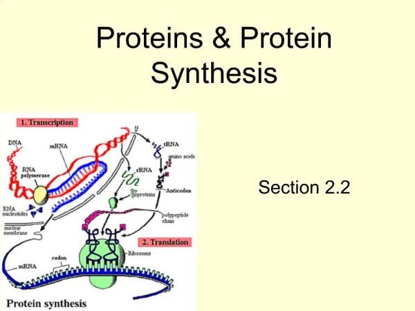 Proteins Protein Synthesis