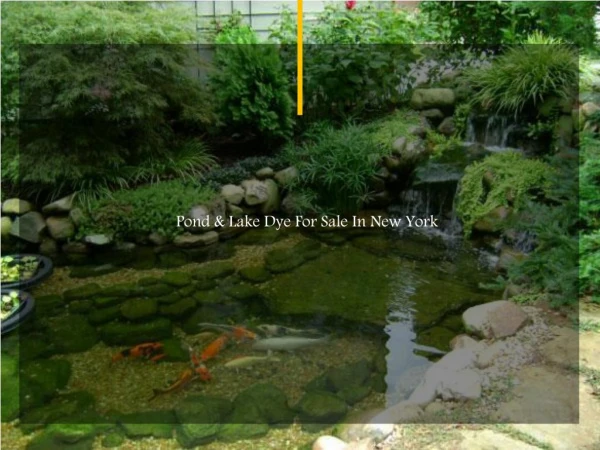 Pond & Lake Dye for Sale in New York