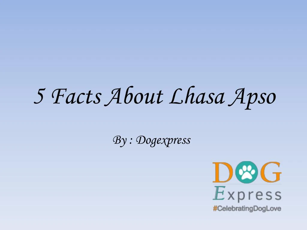 5 facts about lhasa apso