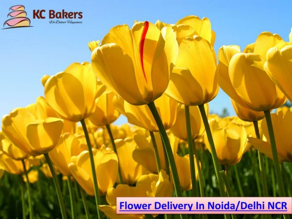 Flower and Cake Home Delivery Online for Birthday at Your Door