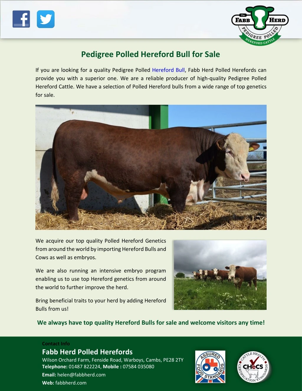 pedigree polled hereford bull for sale