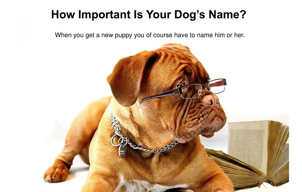 how important is your dog s name