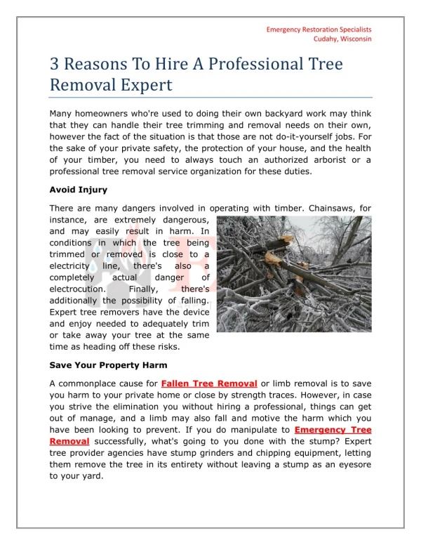 Hire A Professional Tree Removal Expert