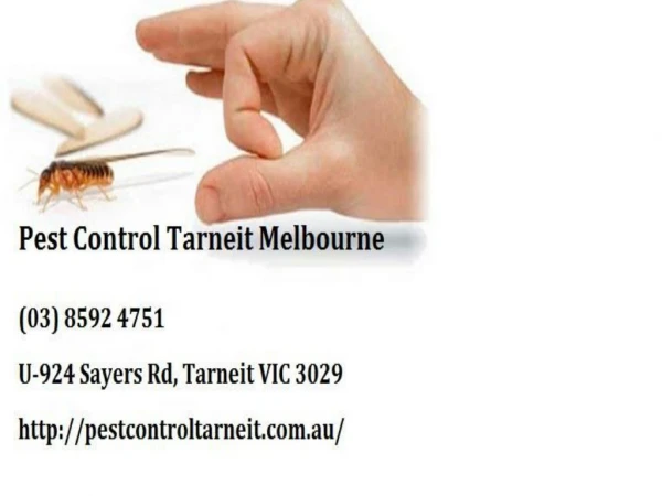 Pest Control Tarneit Melbourne