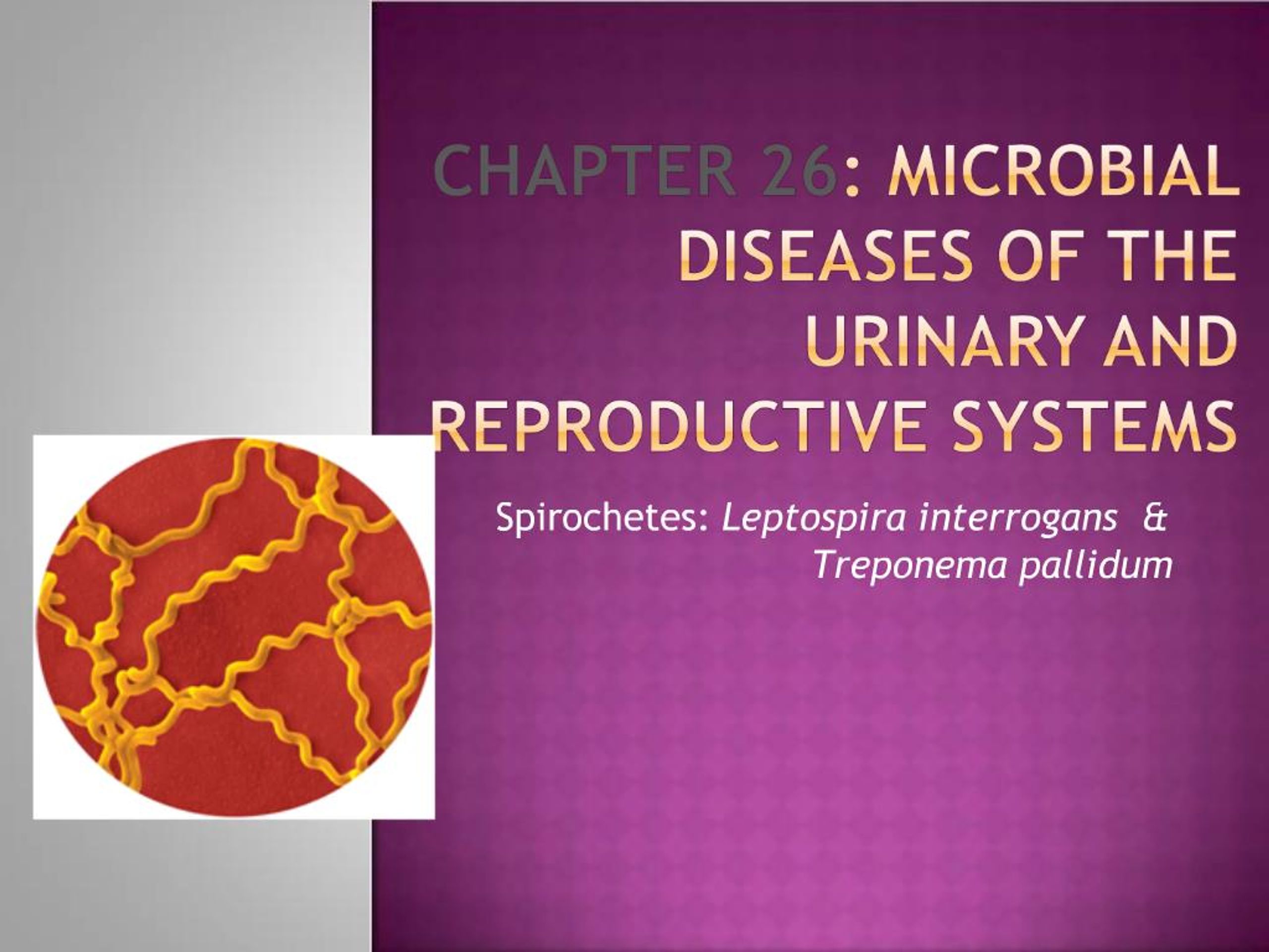 PPT - Chapter 26: Microbial Diseases of the Urinary and Reproductive ...