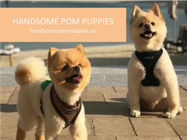 pomeranian puppies for sale in USA and Canada
