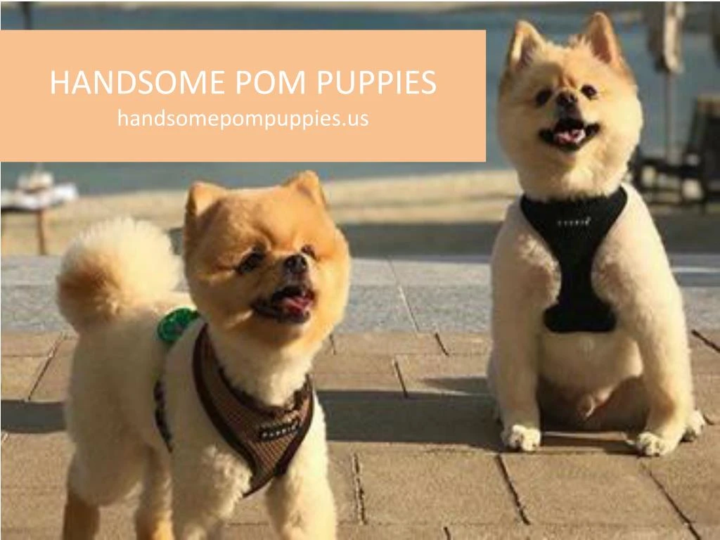 handsome pom puppies handsomepompuppies us