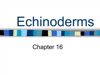 Echinoderms - slide 1