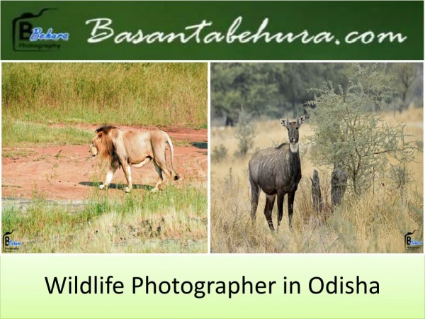 Wildlife Photographer in Odisha